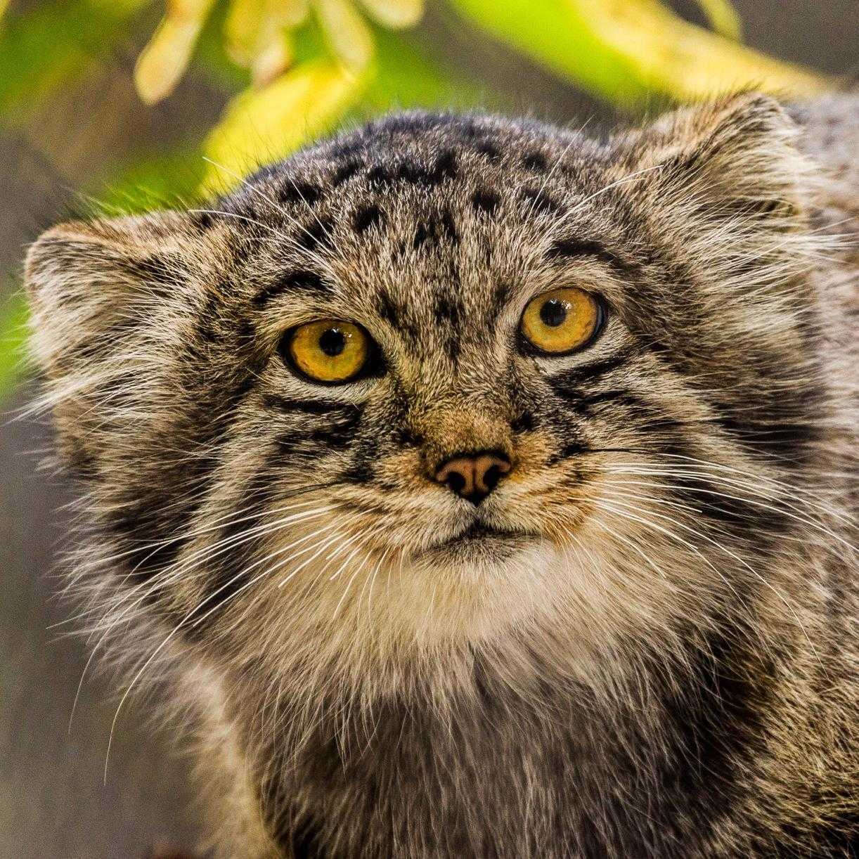 Дикие кошки Новосибирского зоопарка 1 - Камышовый кот, Бенгальская кошка, Манул, Каракал, Малые кошки, Зоопарк, Новосибирский зоопарк, Дальневосточный лесной кот, Барханный кот, Рысь, Длиннопост