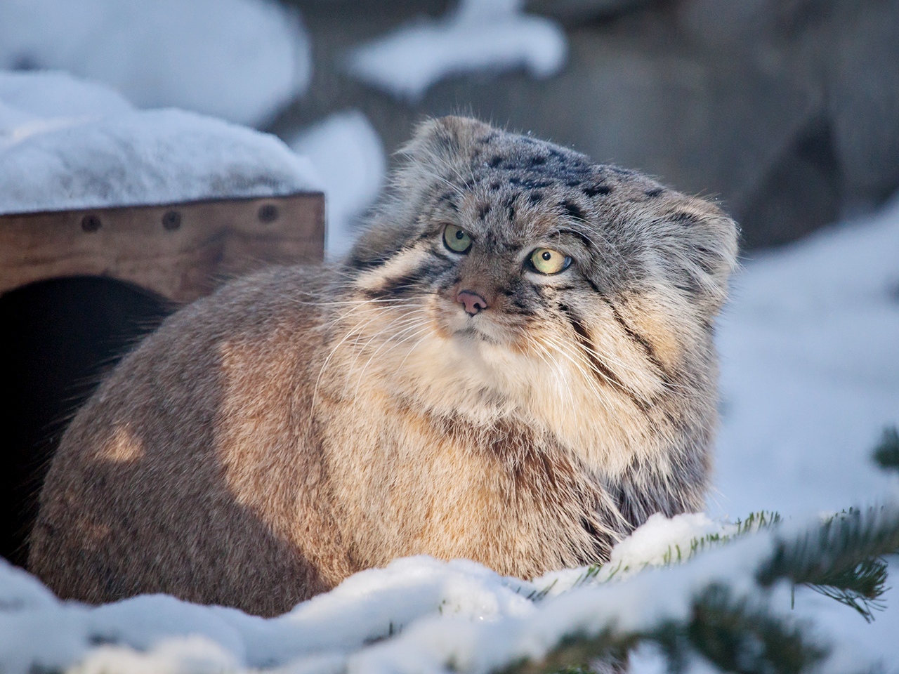 Дикие кошки Новосибирского зоопарка 1 - Камышовый кот, Бенгальская кошка, Манул, Каракал, Малые кошки, Зоопарк, Новосибирский зоопарк, Дальневосточный лесной кот, Барханный кот, Рысь, Длиннопост