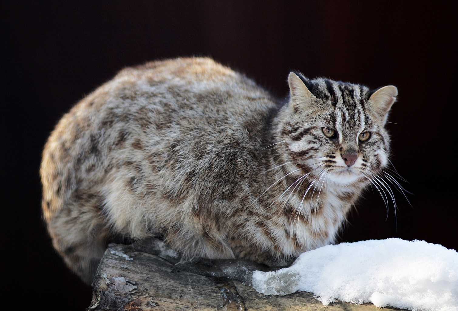 Амурский лесной кот фото и цена