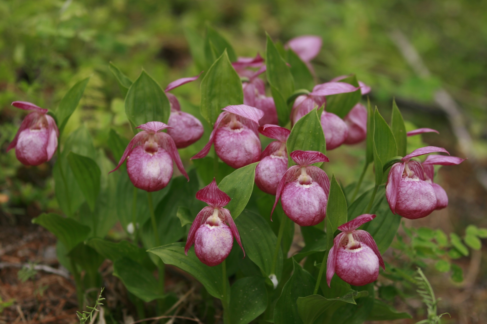 Hunting for Yakut orchids... - My, Orchids, Yakutia, Olekminsk, Longpost, Bloom, lady's slipper, The photo