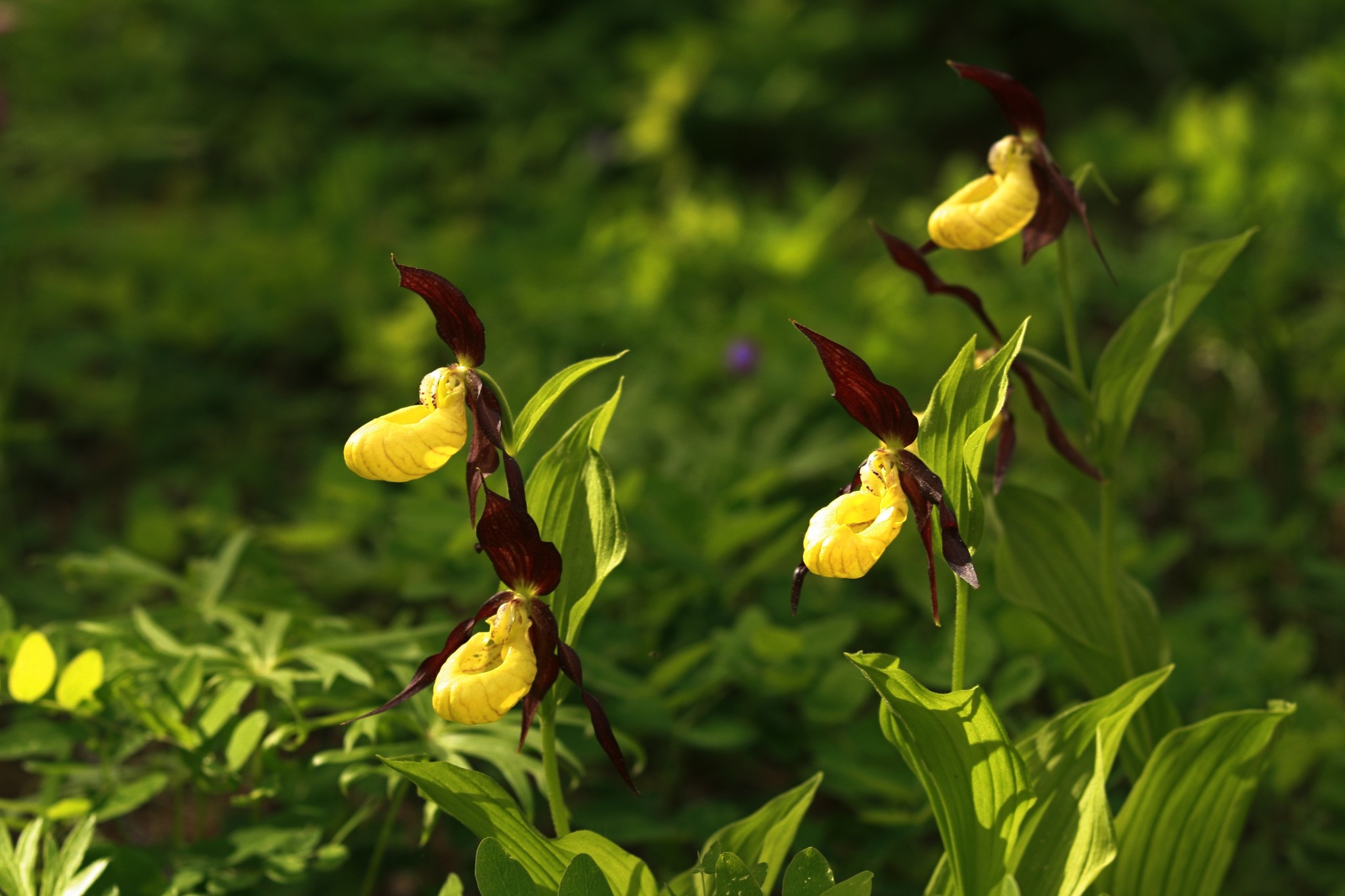 Hunting for Yakut orchids... - My, Orchids, Yakutia, Olekminsk, Longpost, Bloom, lady's slipper, The photo