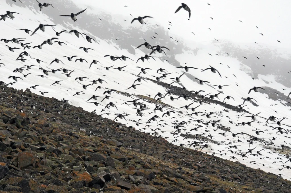 Lyurik: Hobbits from the world of birds. It’s not clear how they survived, but they survived better than anyone else - Animals, Birds, Animal book, Yandex Zen, Longpost