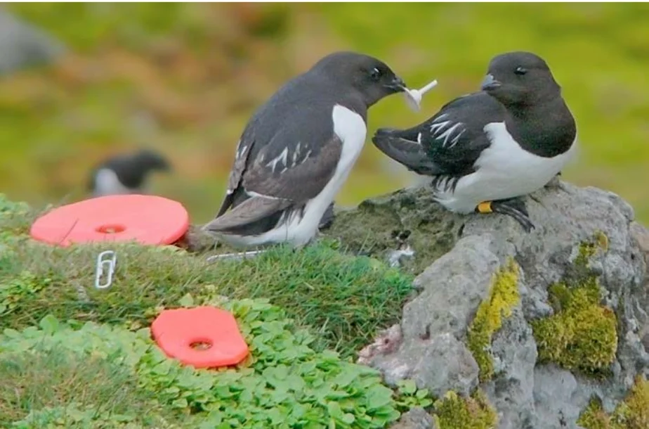 Lyurik: Hobbits from the world of birds. It’s not clear how they survived, but they survived better than anyone else - Animals, Birds, Animal book, Yandex Zen, Longpost