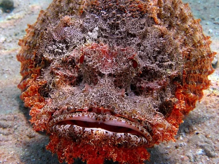 Stonefish: A geologist's nightmare or a resort mine. It seems like an ordinary cobblestone is lying there and now - you’re already in the hospital - Animals, A fish, stone fish, Animal book, Yandex Zen, GIF, Longpost