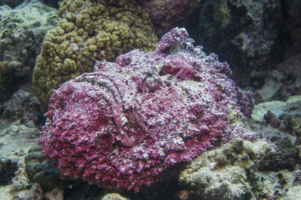 Stonefish: A geologist's nightmare or a resort mine. It seems like an ordinary cobblestone is lying there and now - you’re already in the hospital - Animals, A fish, stone fish, Animal book, Yandex Zen, GIF, Longpost