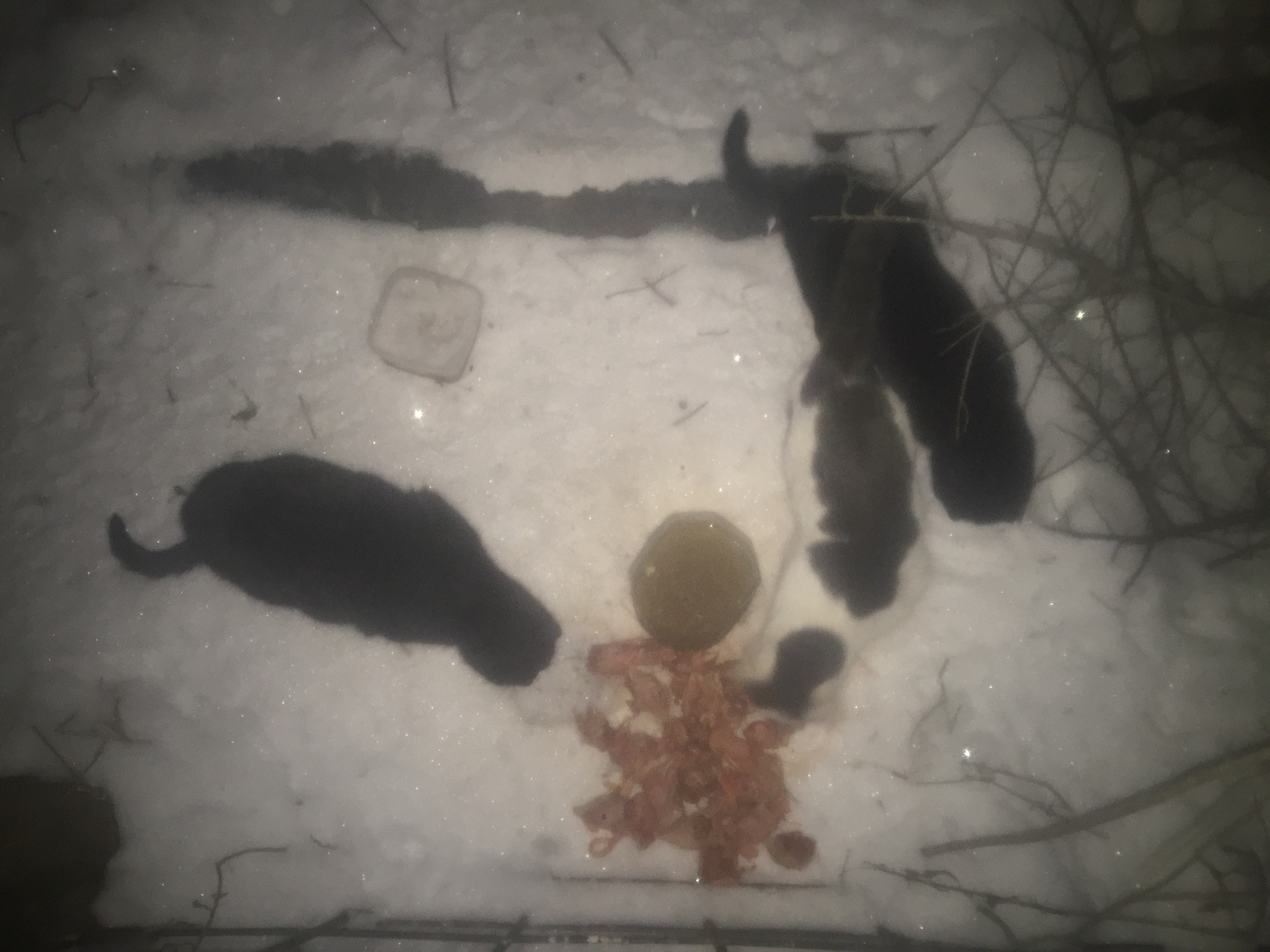 Report on feeding cats abandoned in gardening. February 11-12. Temperature minus 25. 16 days until spring - My, cat, Cold, Hunger, Winter, Gardening, Homeless animals, Feeding, Longpost, Video