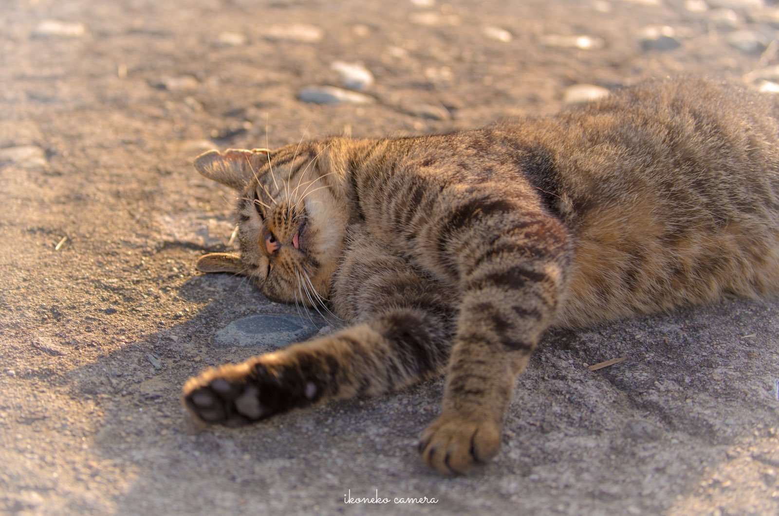 Street cats of Japan [ @wandatoneko ] - The photo, Twitter, cat, Japan, Redheads, Striped, Longpost