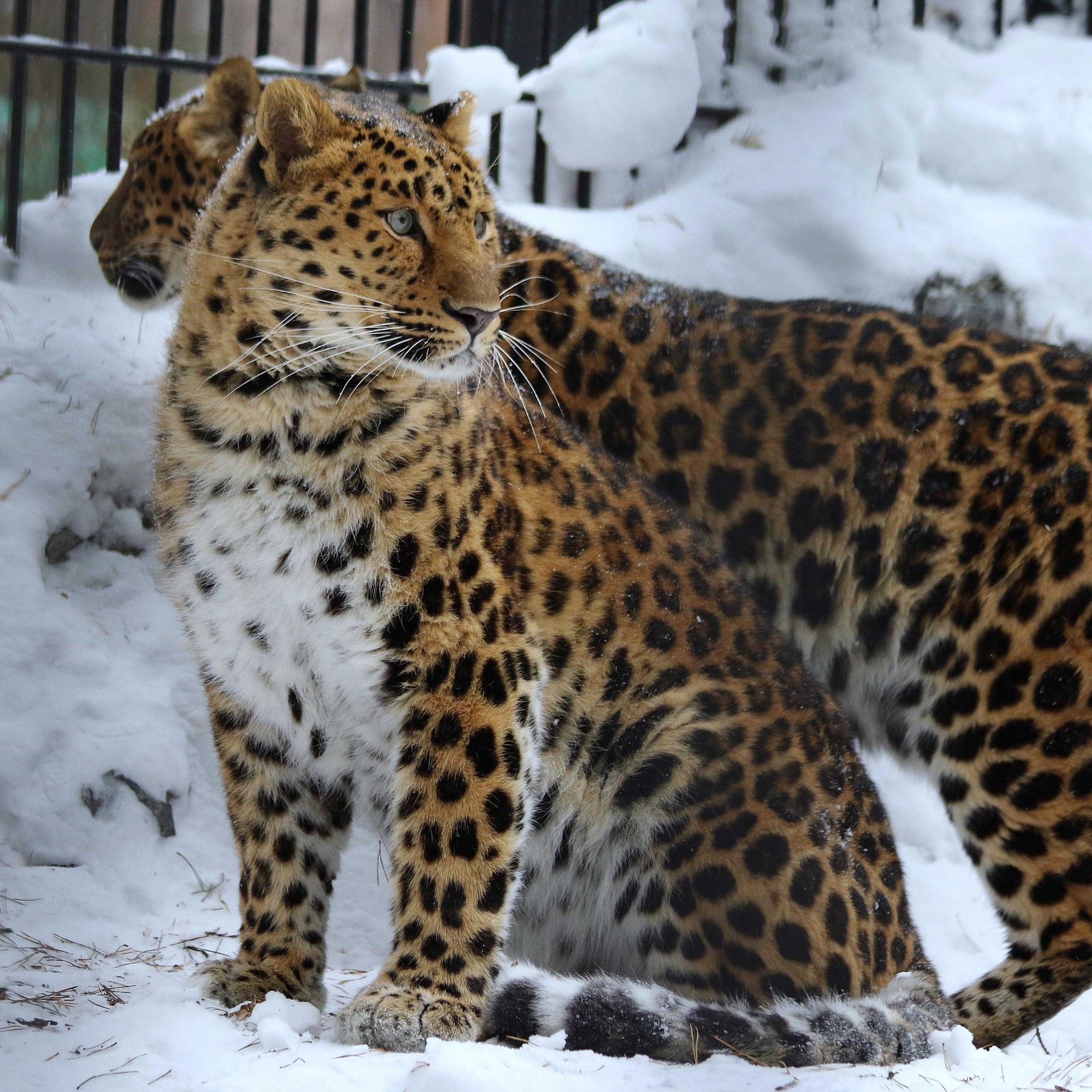 Wild cats of the Novosibirsk Zoo 3 - Clouded leopard, a lion, Far Eastern leopard, Leopard, Snow Leopard, Big cats, Cat family, Wild animals, Novosibirsk Zoo, Zoo, Longpost