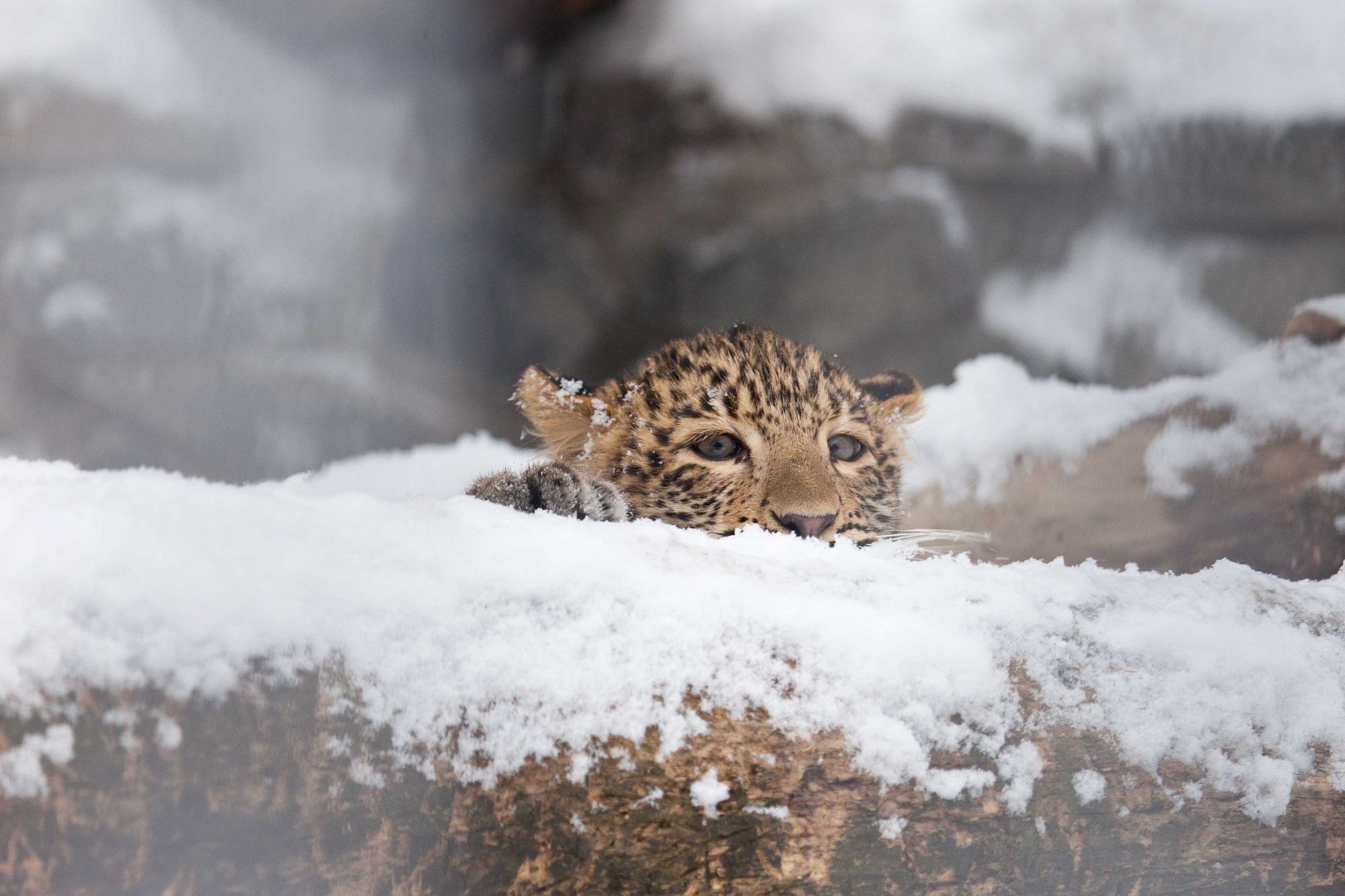 Wild cats of the Novosibirsk Zoo 3 - Clouded leopard, a lion, Far Eastern leopard, Leopard, Snow Leopard, Big cats, Cat family, Wild animals, Novosibirsk Zoo, Zoo, Longpost