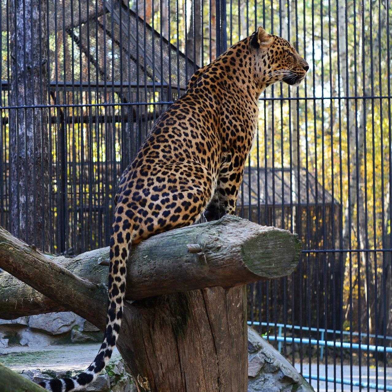 Wild cats of the Novosibirsk Zoo 3 - Clouded leopard, a lion, Far Eastern leopard, Leopard, Snow Leopard, Big cats, Cat family, Wild animals, Novosibirsk Zoo, Zoo, Longpost