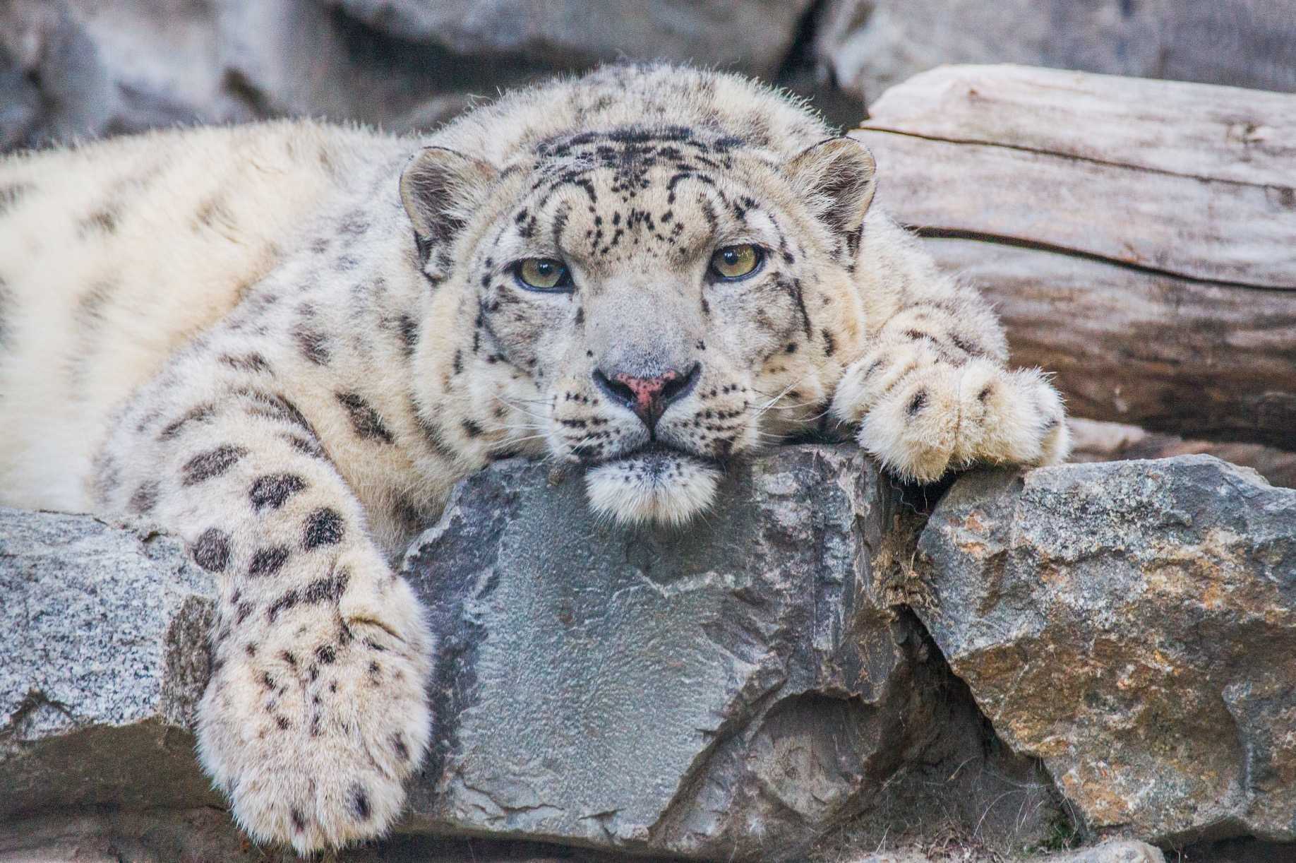 Wild cats of the Novosibirsk Zoo 3 - Clouded leopard, a lion, Far Eastern leopard, Leopard, Snow Leopard, Big cats, Cat family, Wild animals, Novosibirsk Zoo, Zoo, Longpost