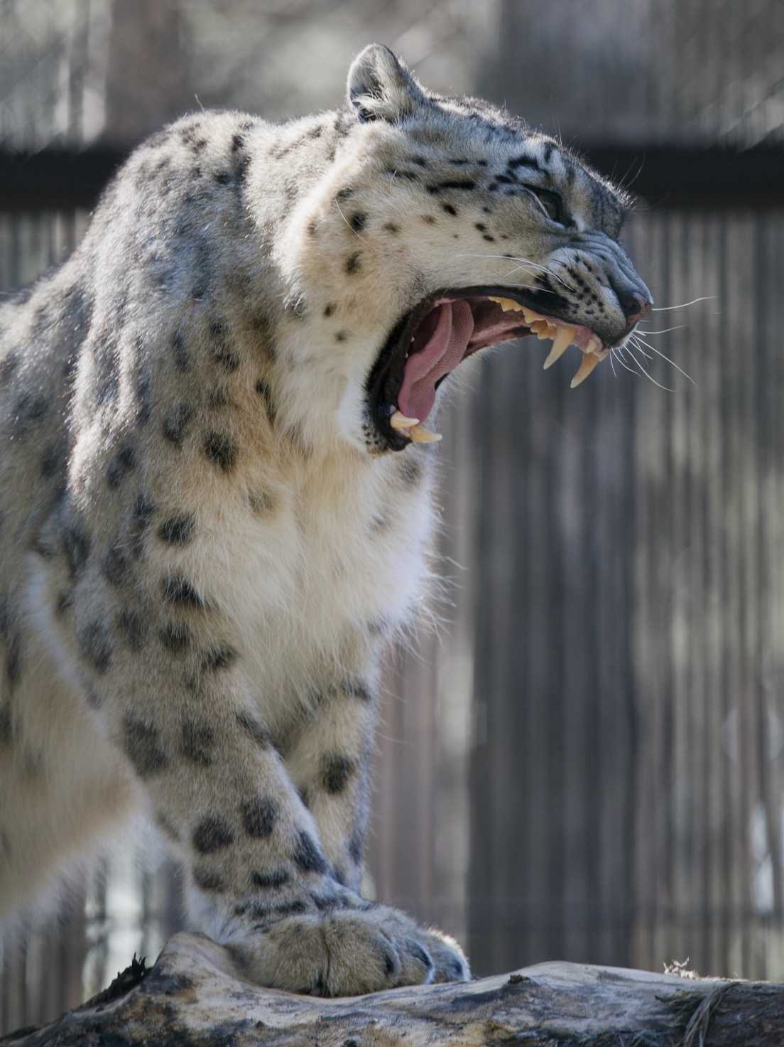 Wild cats of the Novosibirsk Zoo 3 - Clouded leopard, a lion, Far Eastern leopard, Leopard, Snow Leopard, Big cats, Cat family, Wild animals, Novosibirsk Zoo, Zoo, Longpost