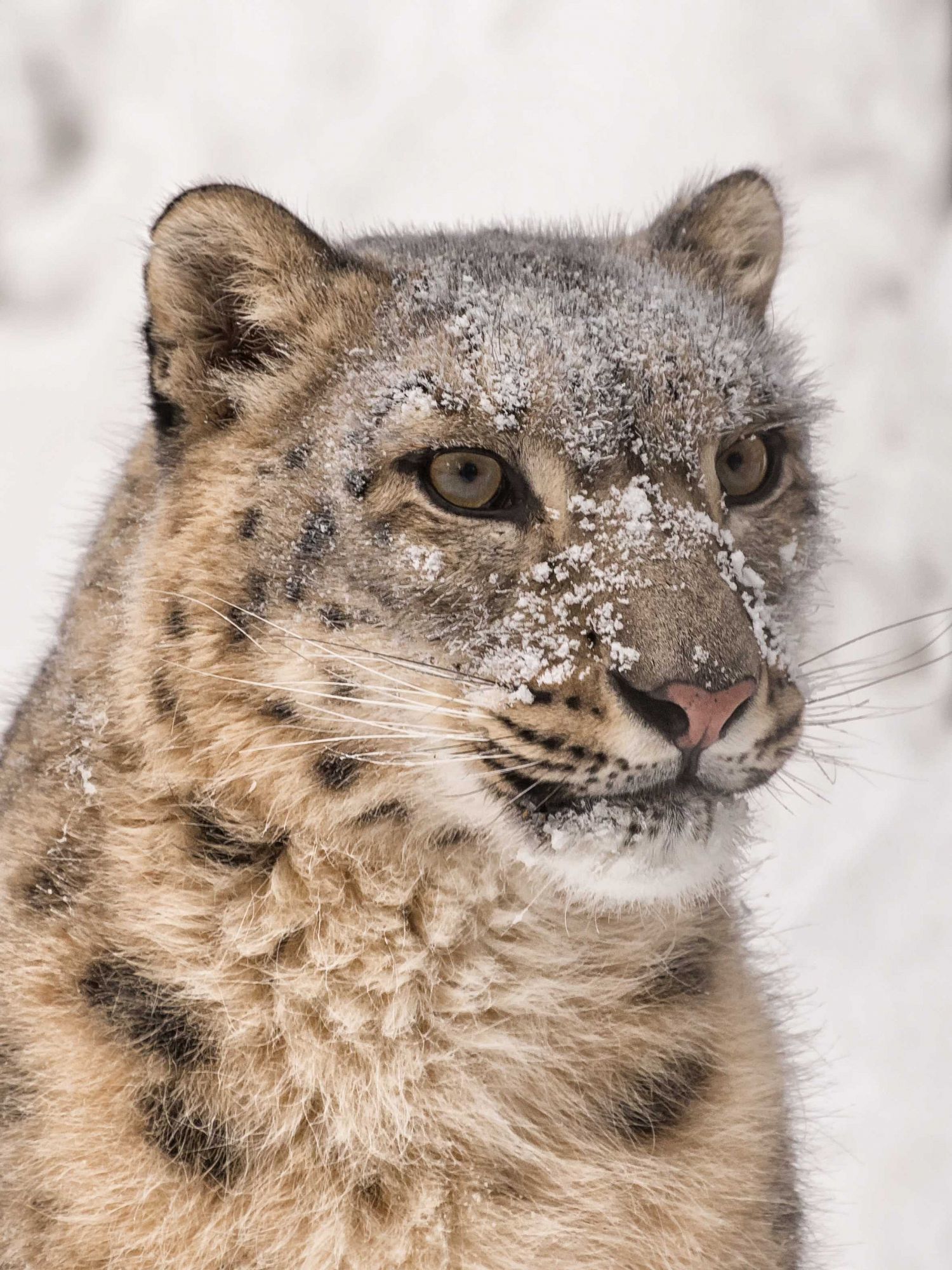 Wild cats of the Novosibirsk Zoo 3 - Clouded leopard, a lion, Far Eastern leopard, Leopard, Snow Leopard, Big cats, Cat family, Wild animals, Novosibirsk Zoo, Zoo, Longpost