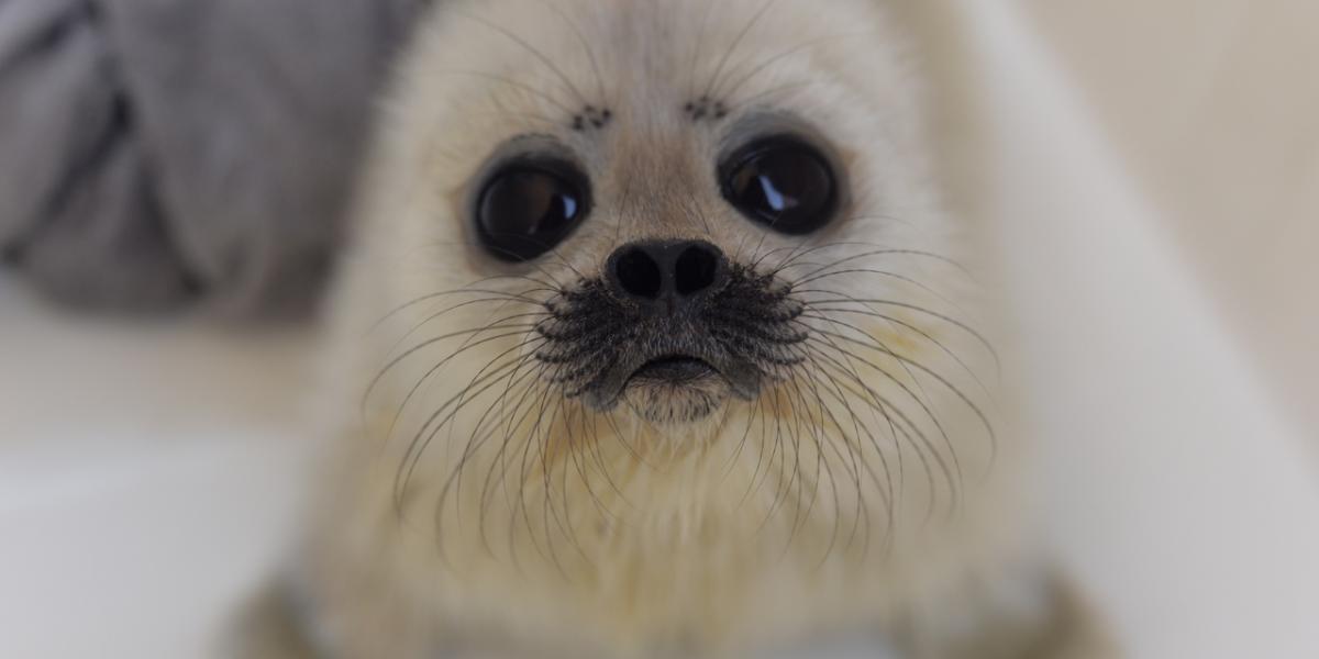 Saving the Baltic seal has become a profitable business, but without competence - Baltic seal, Ecology, Nature, The nature of Russia, Video, Longpost