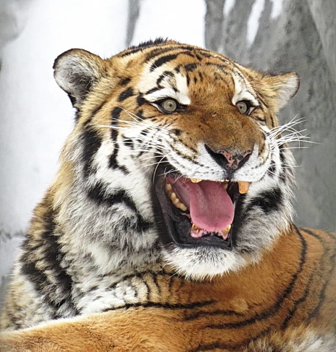 Tiger emotions - Tiger, Big cats, Amur tiger, Zoo, Novosibirsk Zoo, Milota, Rare view, Longpost