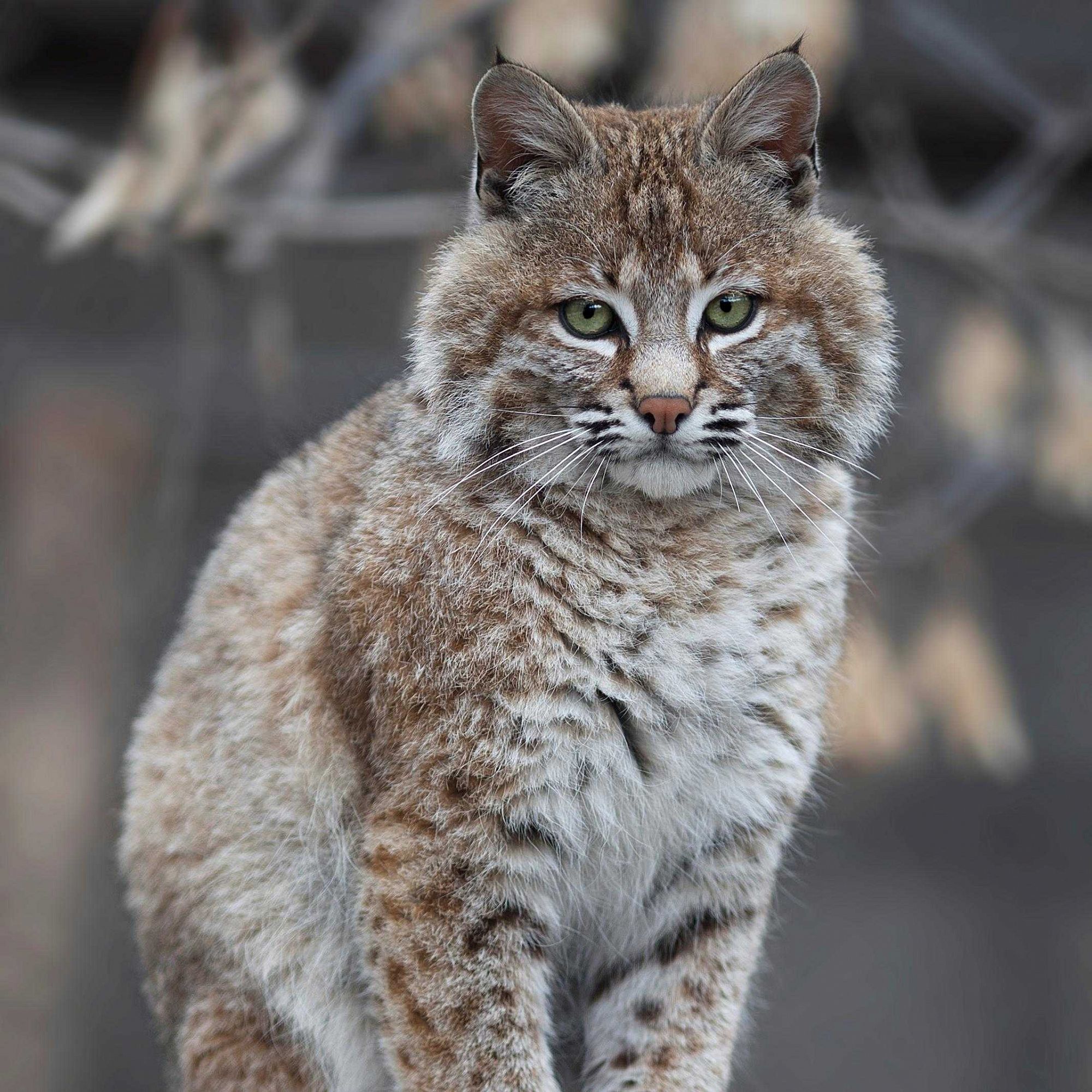 Wild cats of the Novosibirsk Zoo 2 - Ocelot, Jaguarundi, Margay, Serval, Lynx, Small cats, Zoo, Novosibirsk Zoo, Milota, Cat family, Wild animals, Longpost, Steppe Cat, Red Lynx