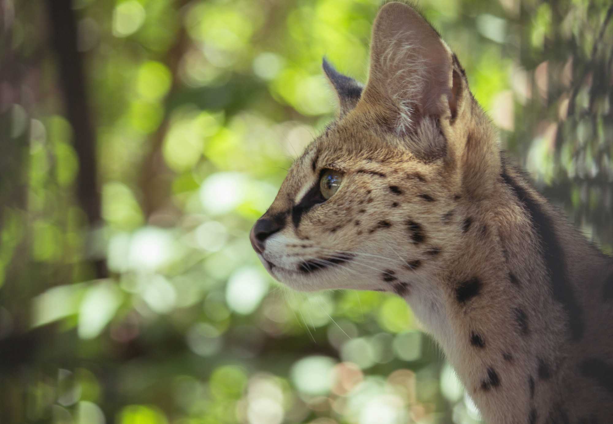 Wild cats of the Novosibirsk Zoo 2 - Ocelot, Jaguarundi, Margay, Serval, Lynx, Small cats, Zoo, Novosibirsk Zoo, Milota, Cat family, Wild animals, Longpost, Steppe Cat, Red Lynx