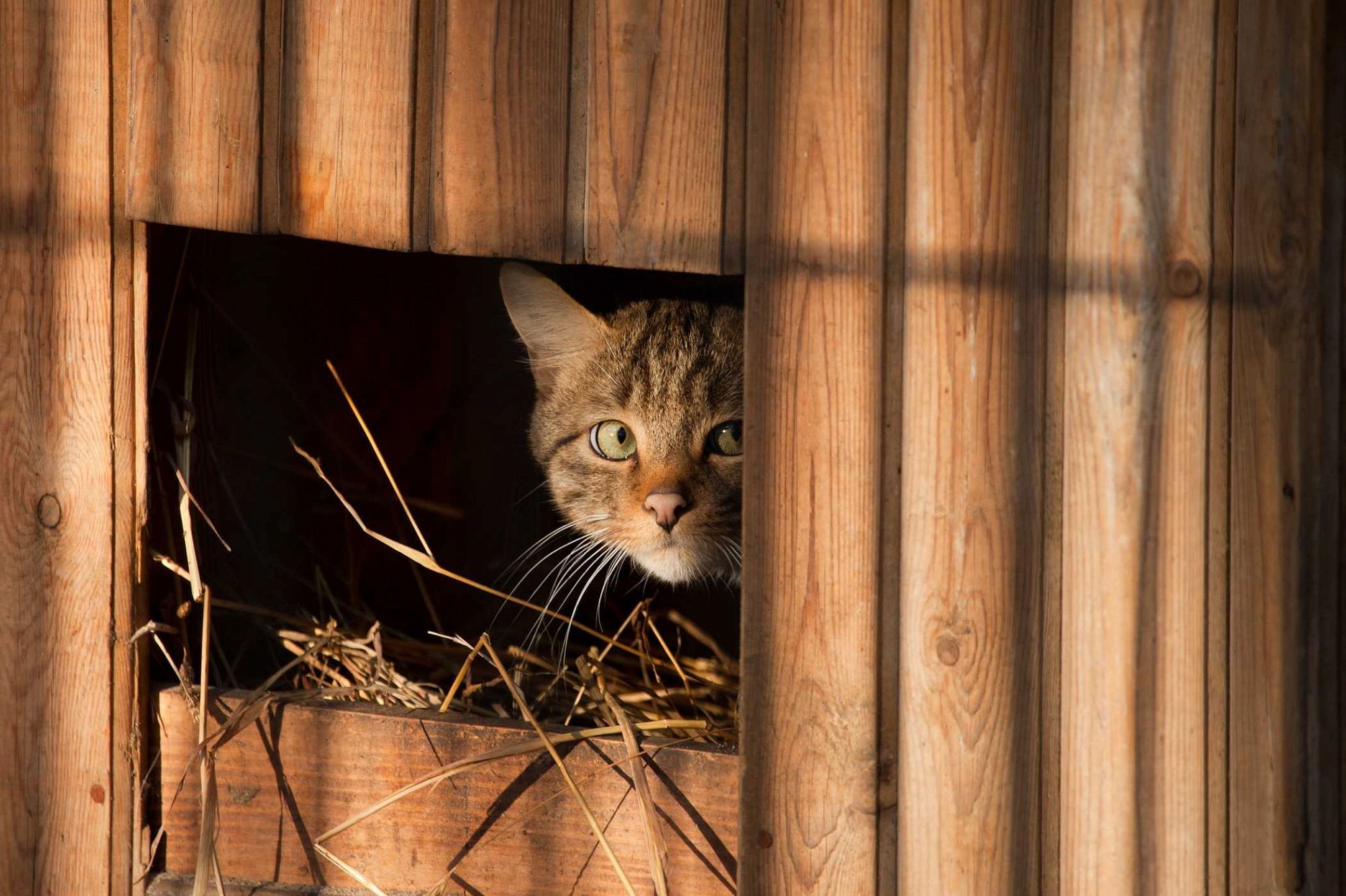 Wild cats of the Novosibirsk Zoo 2 - Ocelot, Jaguarundi, Margay, Serval, Lynx, Small cats, Zoo, Novosibirsk Zoo, Milota, Cat family, Wild animals, Longpost, Steppe Cat, Red Lynx