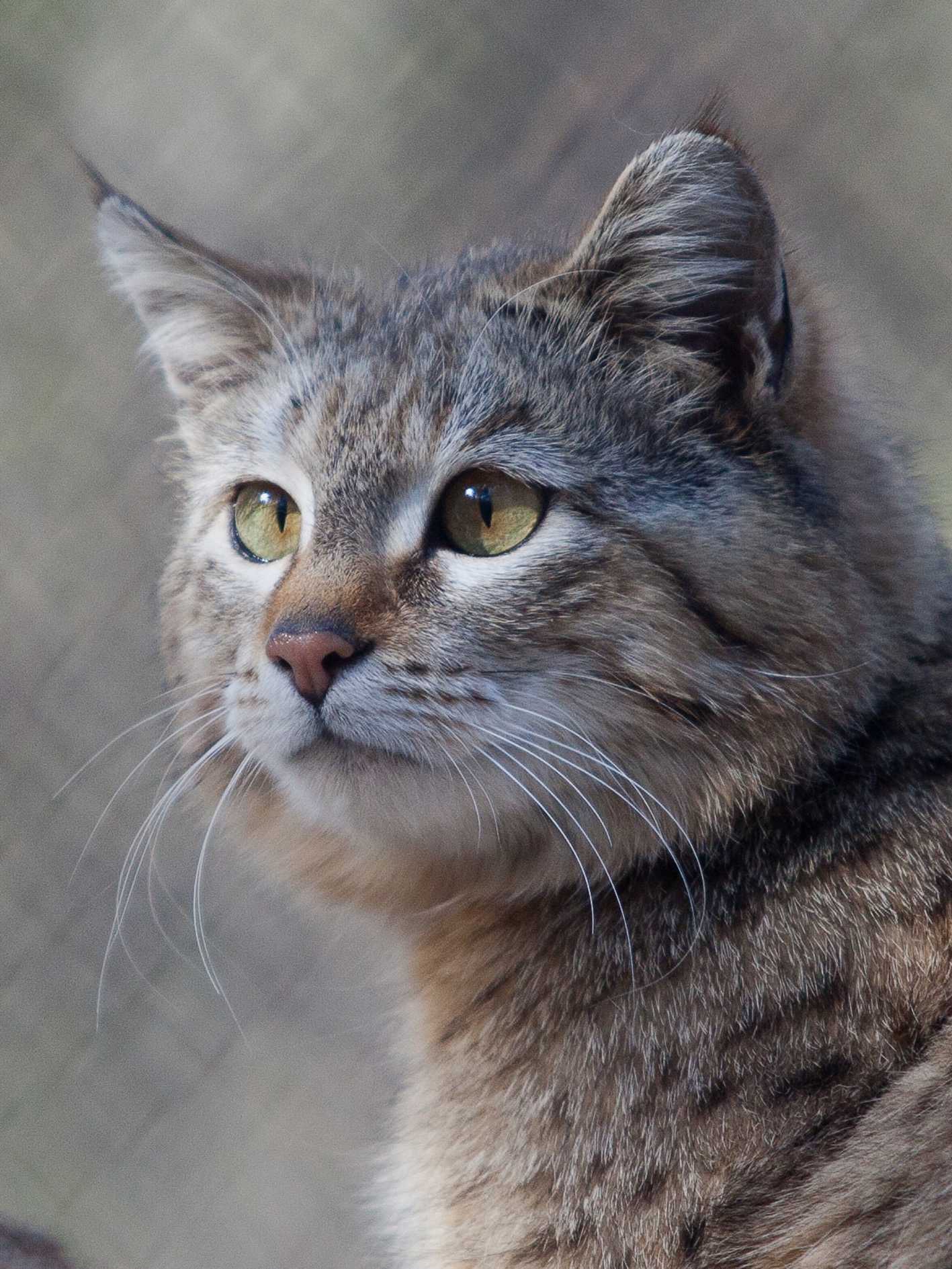 Wild cats of the Novosibirsk Zoo 2 - Ocelot, Jaguarundi, Margay, Serval, Lynx, Small cats, Zoo, Novosibirsk Zoo, Milota, Cat family, Wild animals, Longpost, Steppe Cat, Red Lynx