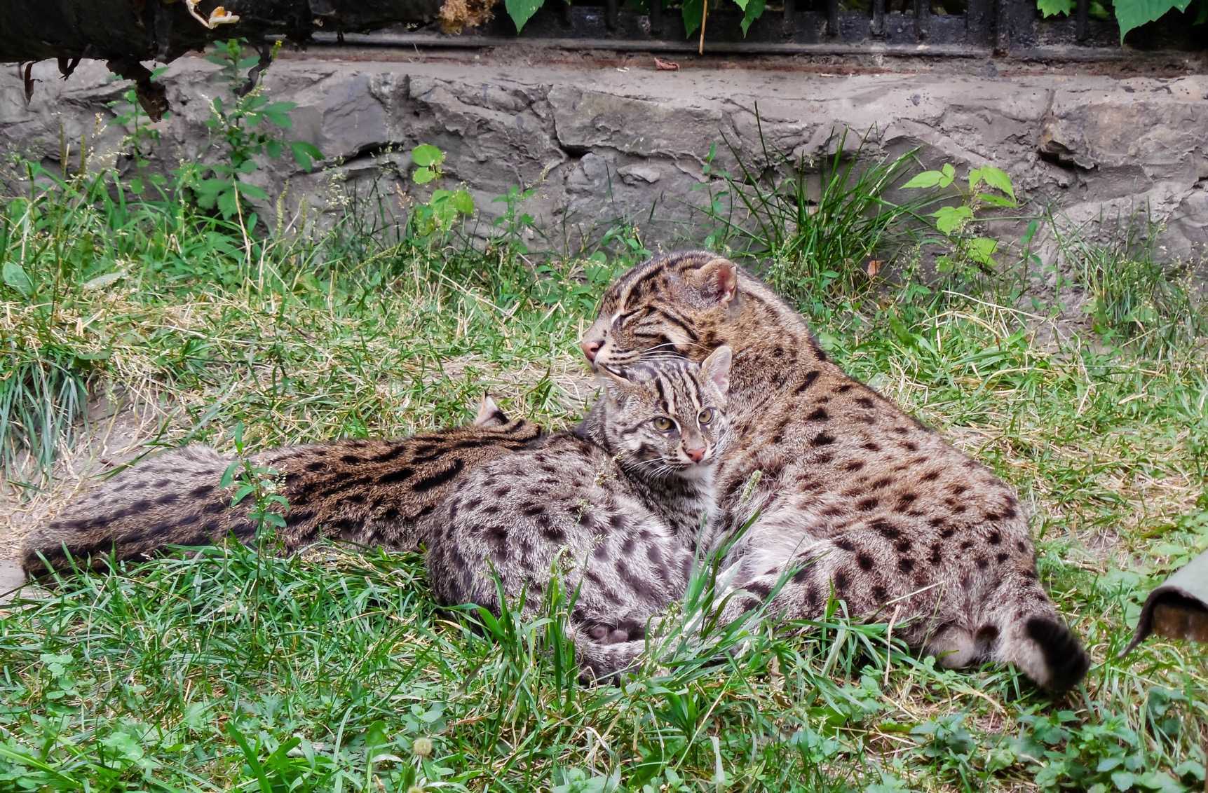 Wild cats of the Novosibirsk Zoo 2 - Ocelot, Jaguarundi, Margay, Serval, Lynx, Small cats, Zoo, Novosibirsk Zoo, Milota, Cat family, Wild animals, Longpost, Steppe Cat, Red Lynx