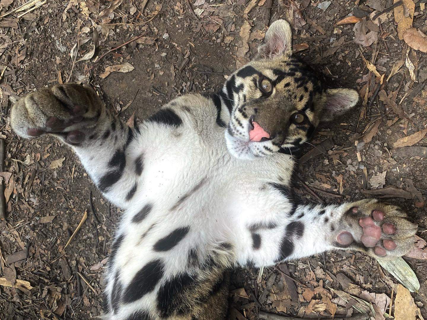 Congratulations to the Administrator of the new Community, we hug her and rejoice))) - Clouded leopard, Big cats, Milota, Joy, Hugs, Australia, Reserves and sanctuaries, The photo, Cat family, Predatory animals