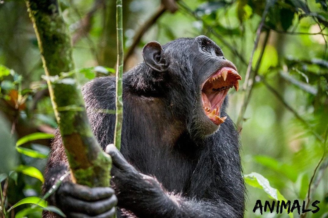 Chimpanzees have special whipping trees - Animals, The science, Interesting, Monkey, Biology, Longpost, Yandex Zen