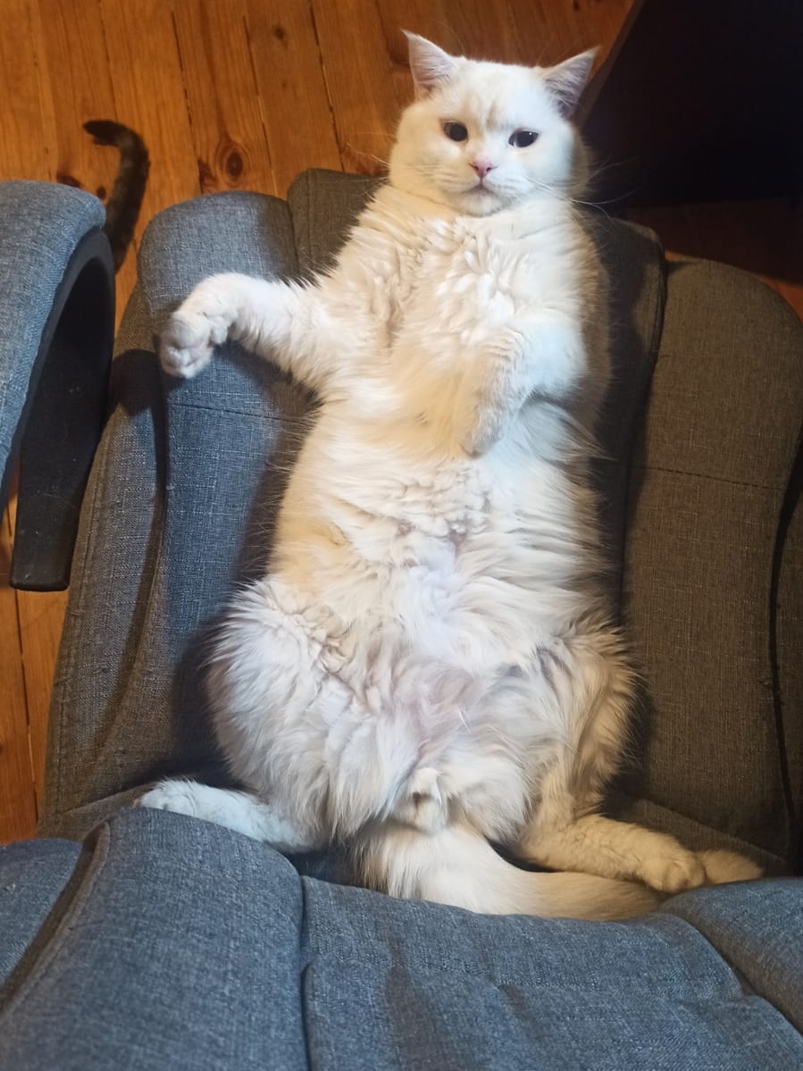 You ask me to leave the chair, but you do it without respect - My, cat, Computer chair, The photo