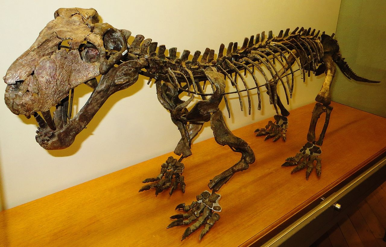 Lizard Killer - Paleontology, Fossils, Permian period, Synapsids, Longpost, The science, Evolution, Prehistoric animals