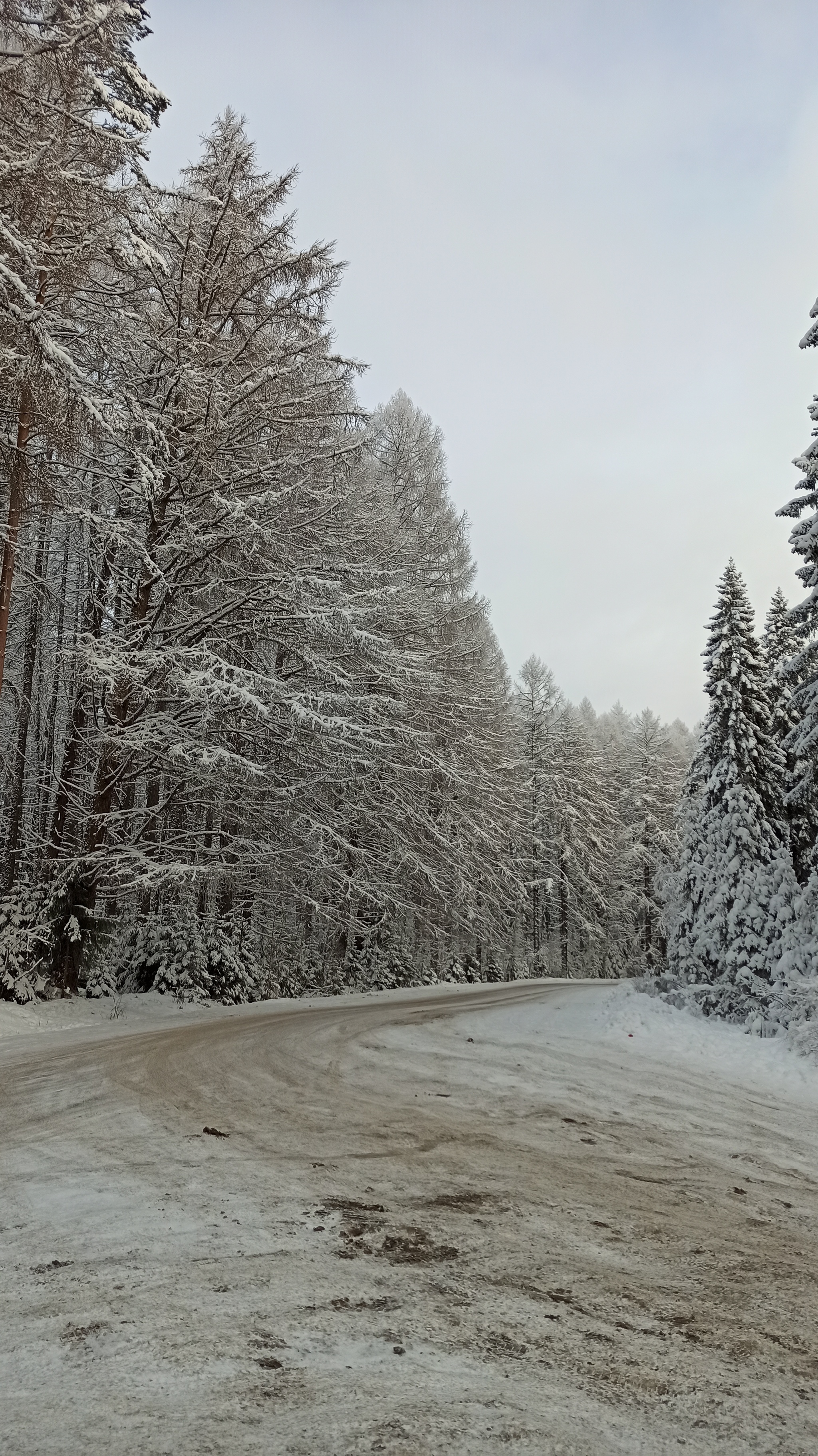 Walking the phone Ch9 - My, Lindulovskaya grove, Saint Petersburg, Winter, The photo, Nature, Longpost