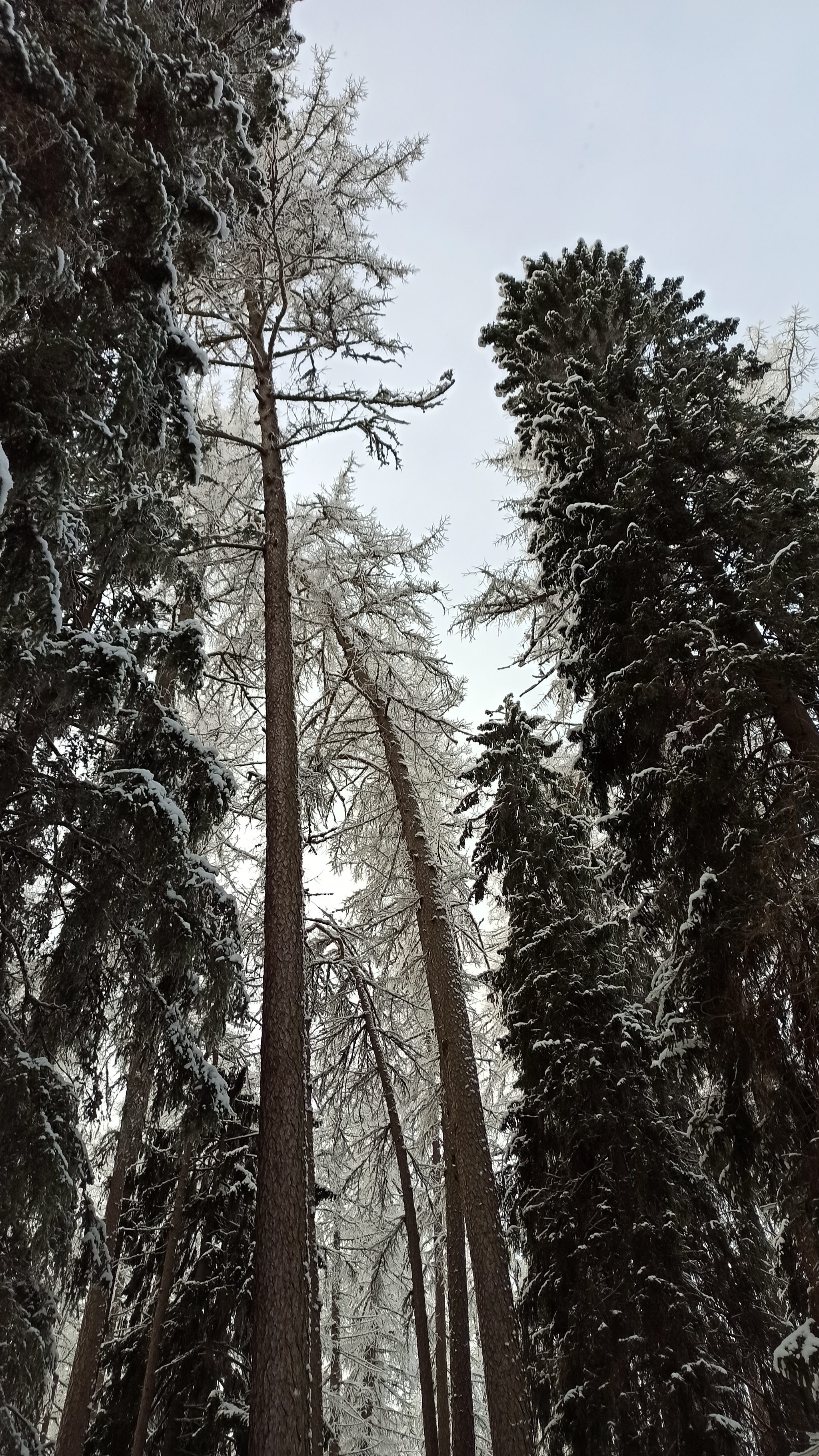 Walking the phone Ch9 - My, Lindulovskaya grove, Saint Petersburg, Winter, The photo, Nature, Longpost