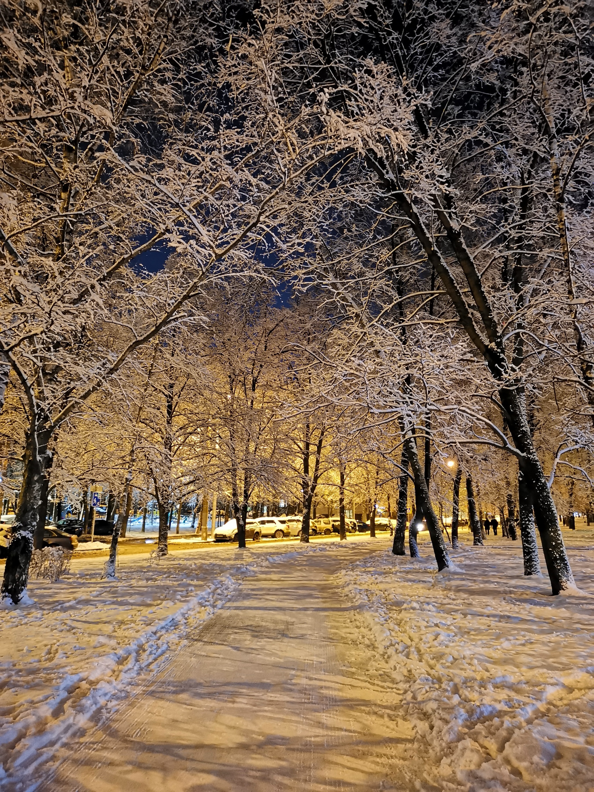 После снегопада - Моё, Москва, Снег, Ночь, Снегопад, Дерево, Фотография