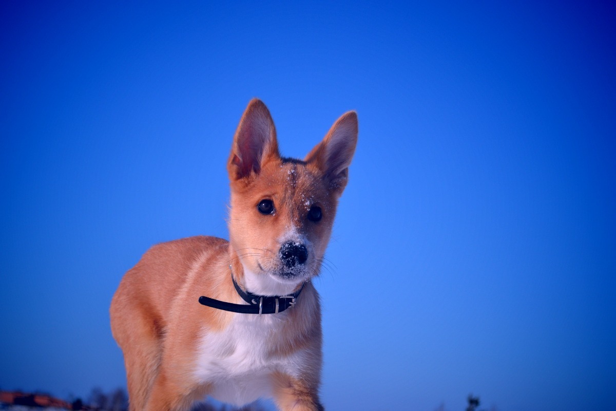 Through the fields... - My, Foxy, Dog, Walk, Games, Nikon d3100, Milota, Longpost