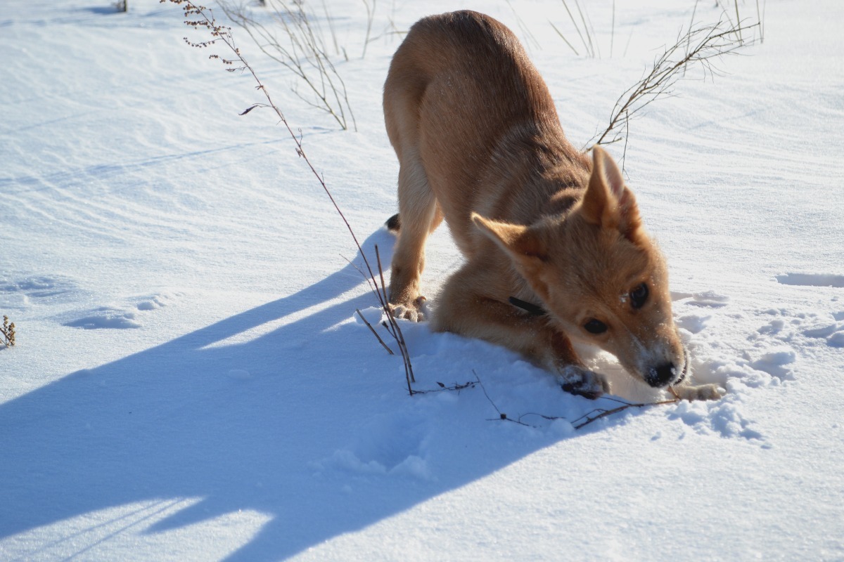 Through the fields... - My, Foxy, Dog, Walk, Games, Nikon d3100, Milota, Longpost