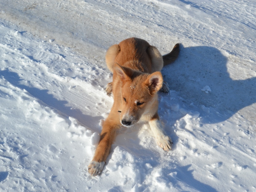 Through the fields... - My, Foxy, Dog, Walk, Games, Nikon d3100, Milota, Longpost