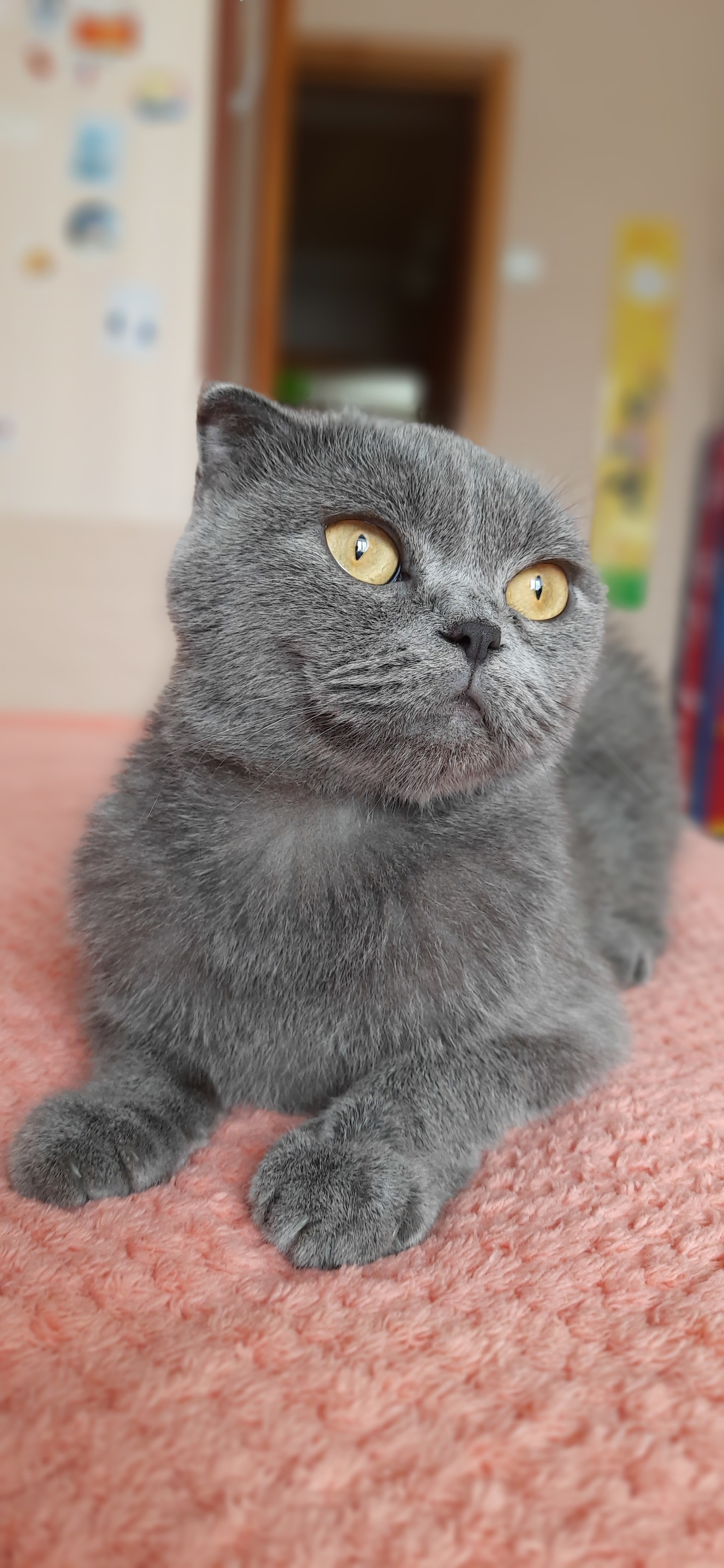 Busya - My, Scottish lop-eared, Longpost, cat, Pets