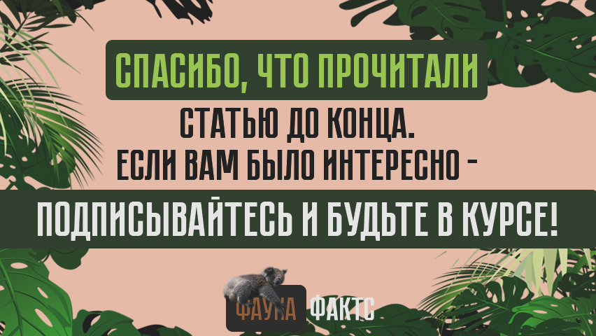 Не бойтесь, она не укусит. Мегаутрированная медуза, которая безобидней чихуахуа - Моё, Животные, Факты, Полезное, Интересное, Картинка с текстом, Пятничный тег моё, Пикабу, Фотография, Помощь, Длиннопост