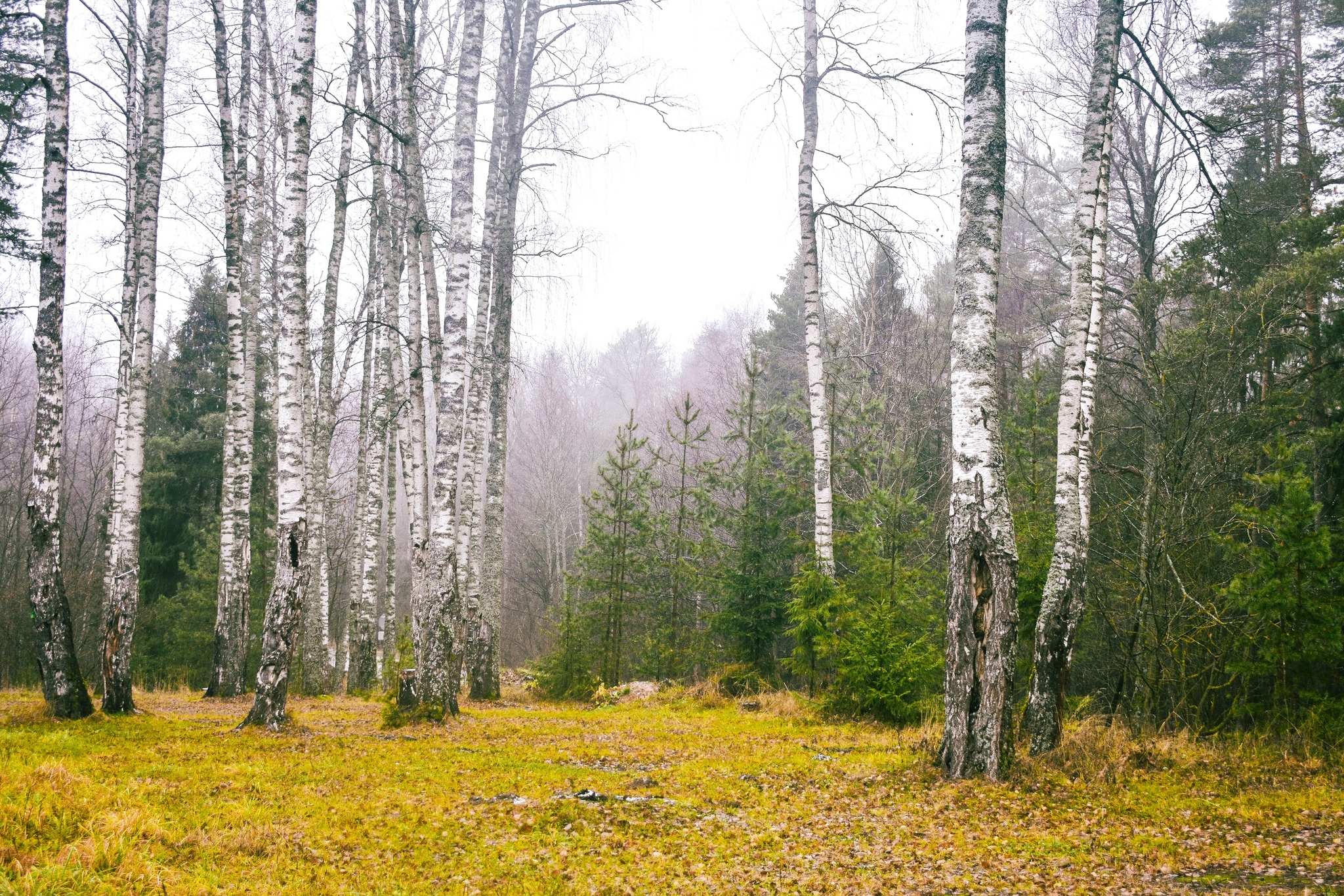 There should be a title here - My, Landscape, Nature, The photo, Longpost, Forest, Autumn