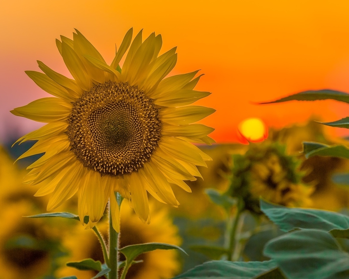 Warm sunset in the Stavropol region. The sun is rising in Russia - Sunset, The photo, Russia, Top, Longpost, Nature