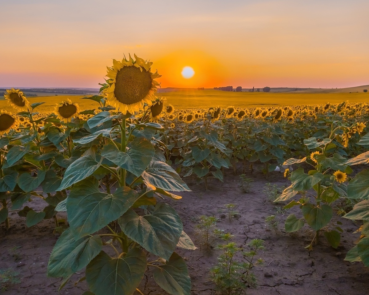 Warm sunset in the Stavropol region. The sun is rising in Russia - Sunset, The photo, Russia, Top, Longpost, Nature