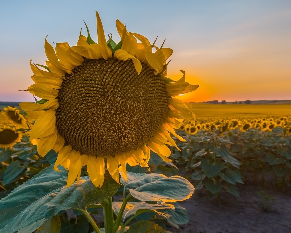 Warm sunset in the Stavropol region. The sun is rising in Russia - Sunset, The photo, Russia, Top, Longpost, Nature