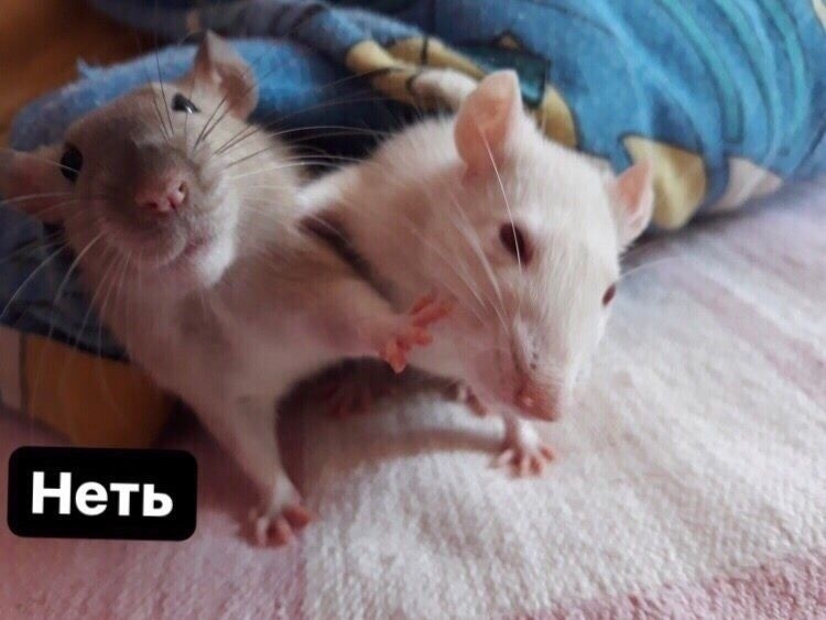 Freddy and Sakura - My, Rat, Decorative rats, Rodents, Pet, Pets, Longpost