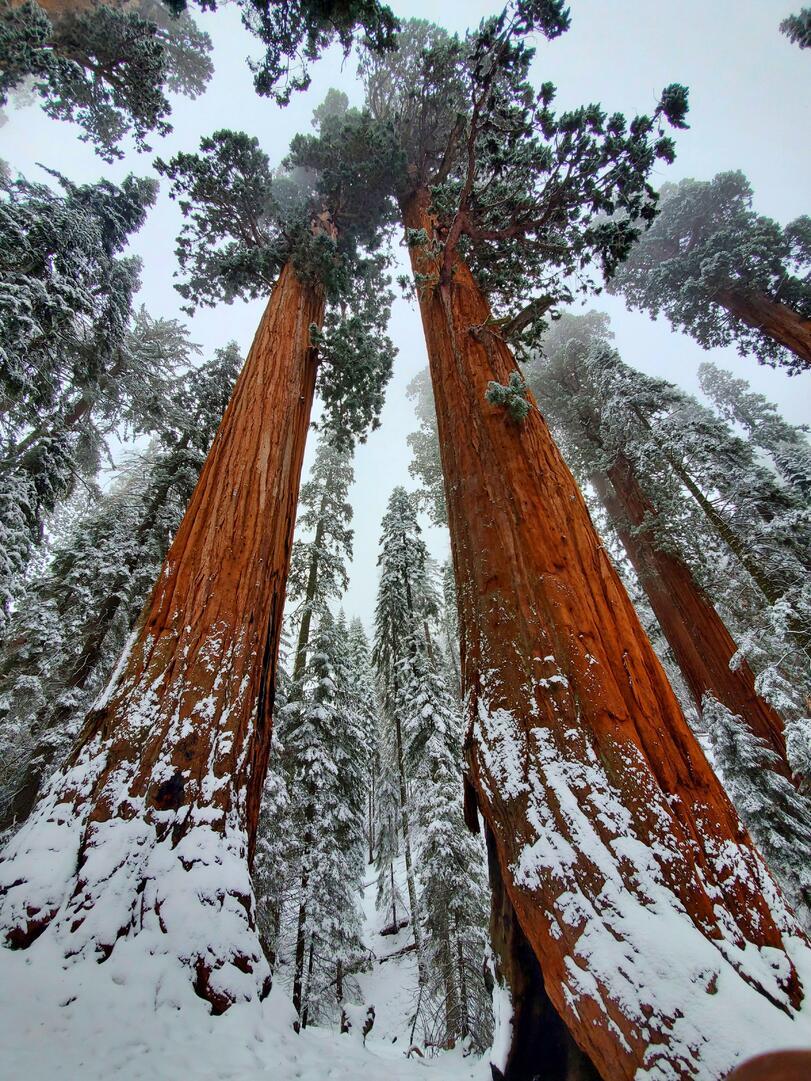 Sequoia in winter - Sequoia, The photo, Nature, Winter