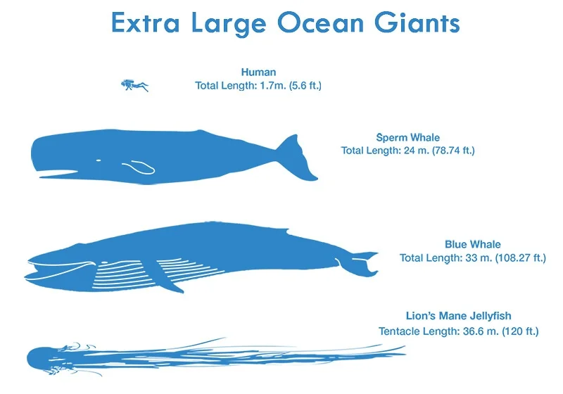 Hairy Cyonea: A Jellyfish That Can Grow Longer Than a Blue Whale and Its Life Cycle - Ocean, Animals, Yandex Zen, Longpost, Jellyfish