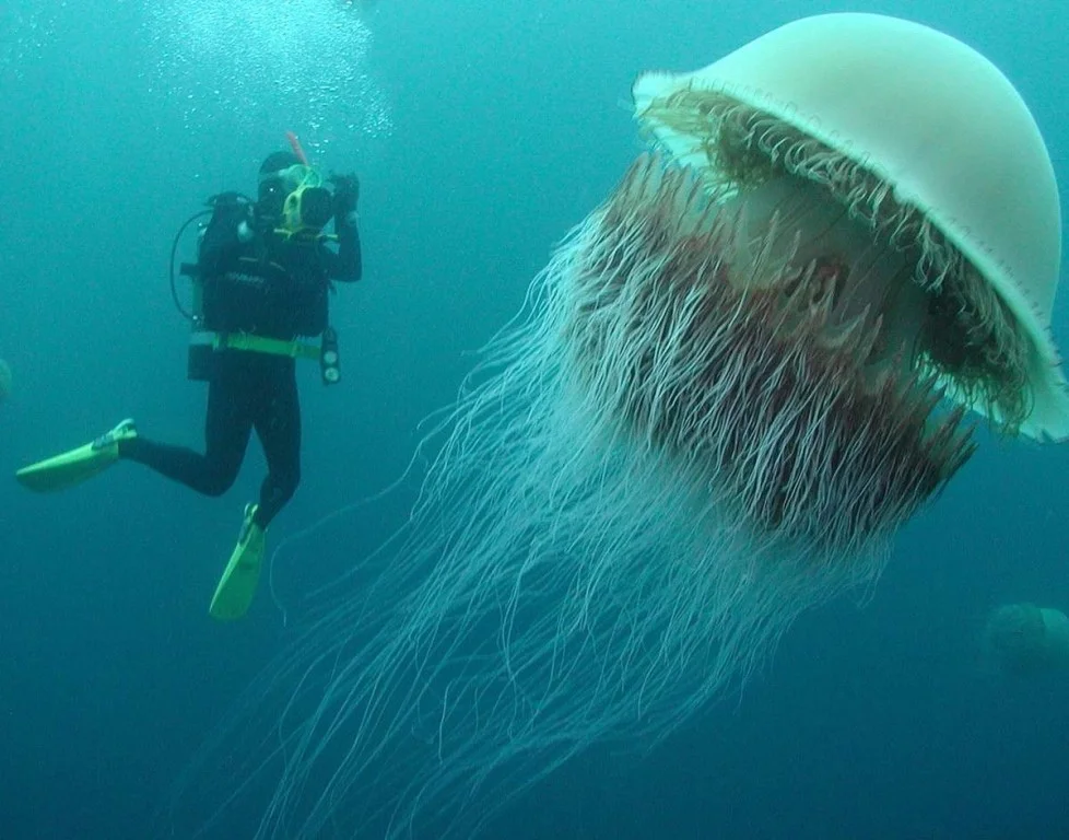 Hairy Cyonea: A Jellyfish That Can Grow Longer Than a Blue Whale and Its Life Cycle - Ocean, Animals, Yandex Zen, Longpost, Jellyfish