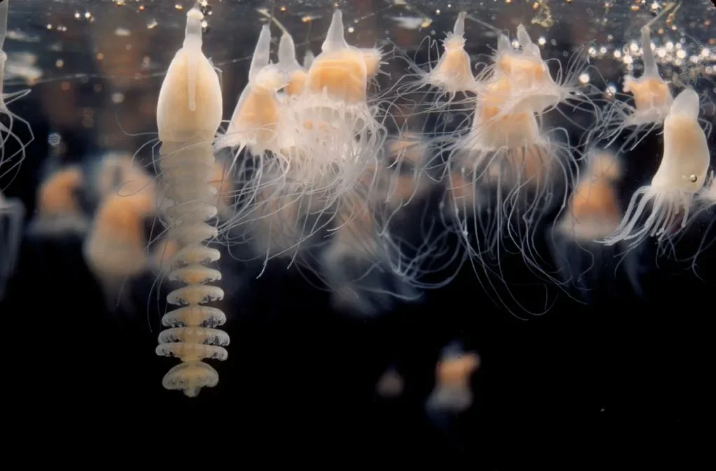 Hairy Cyonea: A Jellyfish That Can Grow Longer Than a Blue Whale and Its Life Cycle - Ocean, Animals, Yandex Zen, Longpost, Jellyfish