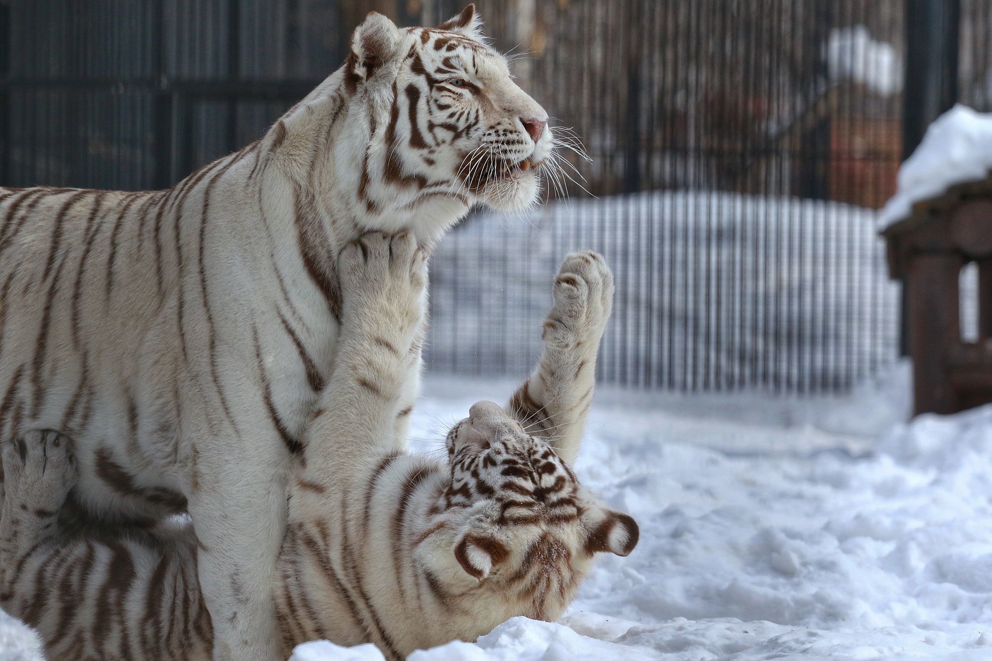 Wild cats of the Novosibirsk Zoo 4 - Tiger, Amur tiger, White tiger, Cheetah, Puma, Jaguar, Panther, Big cats, Small cats, Zoo, Novosibirsk Zoo, Cat family, Wild animals, Longpost, Bengal tiger, Geoffroy's cat