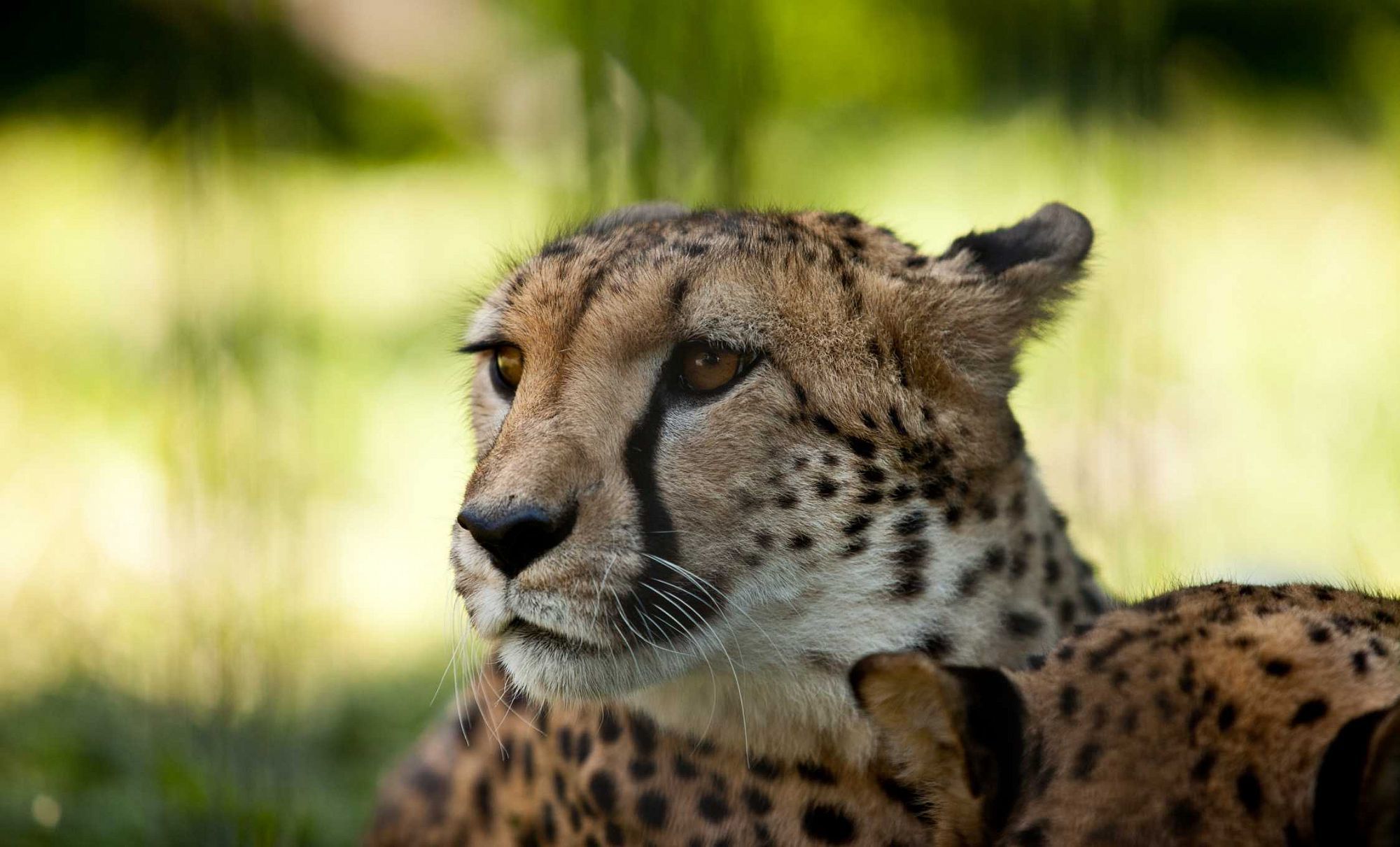 Wild cats of the Novosibirsk Zoo 4 - Tiger, Amur tiger, White tiger, Cheetah, Puma, Jaguar, Panther, Big cats, Small cats, Zoo, Novosibirsk Zoo, Cat family, Wild animals, Longpost, Bengal tiger, Geoffroy's cat