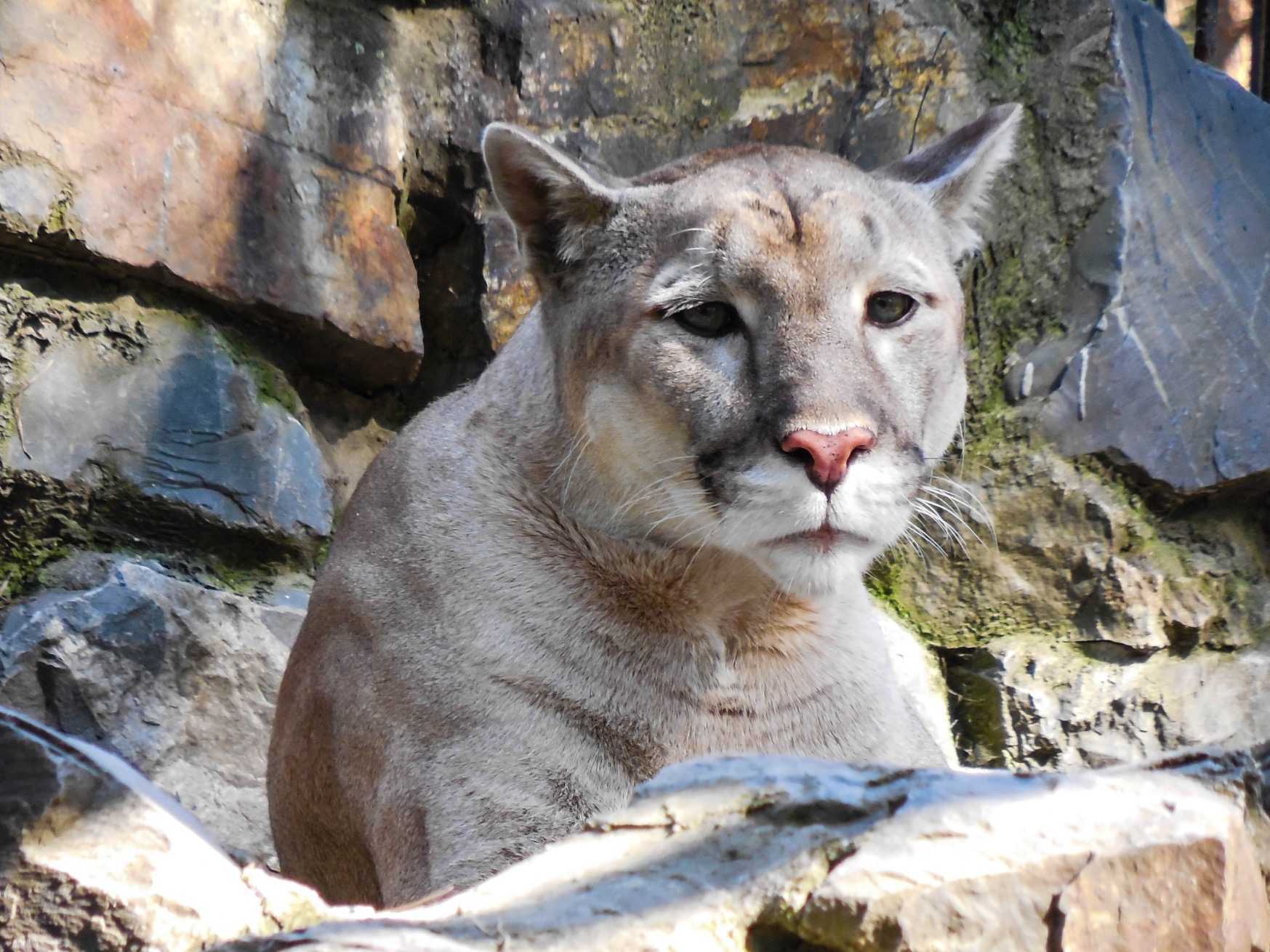 Wild cats of the Novosibirsk Zoo 4 - Tiger, Amur tiger, White tiger, Cheetah, Puma, Jaguar, Panther, Big cats, Small cats, Zoo, Novosibirsk Zoo, Cat family, Wild animals, Longpost, Bengal tiger, Geoffroy's cat