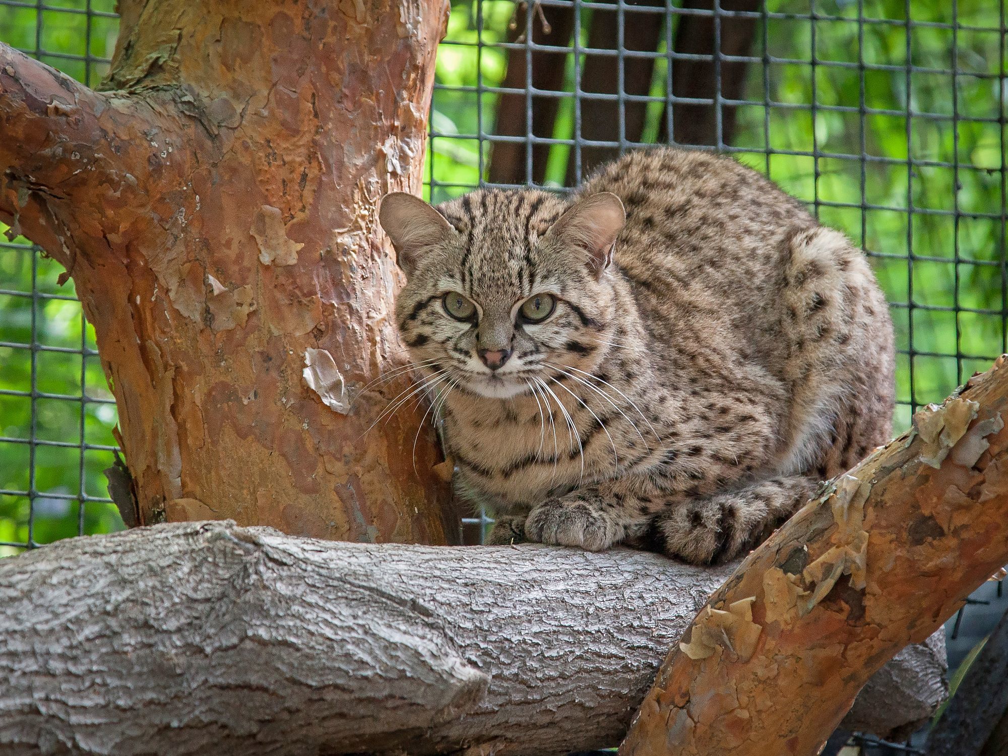 Wild cats of the Novosibirsk Zoo 4 - Tiger, Amur tiger, White tiger, Cheetah, Puma, Jaguar, Panther, Big cats, Small cats, Zoo, Novosibirsk Zoo, Cat family, Wild animals, Longpost, Bengal tiger, Geoffroy's cat