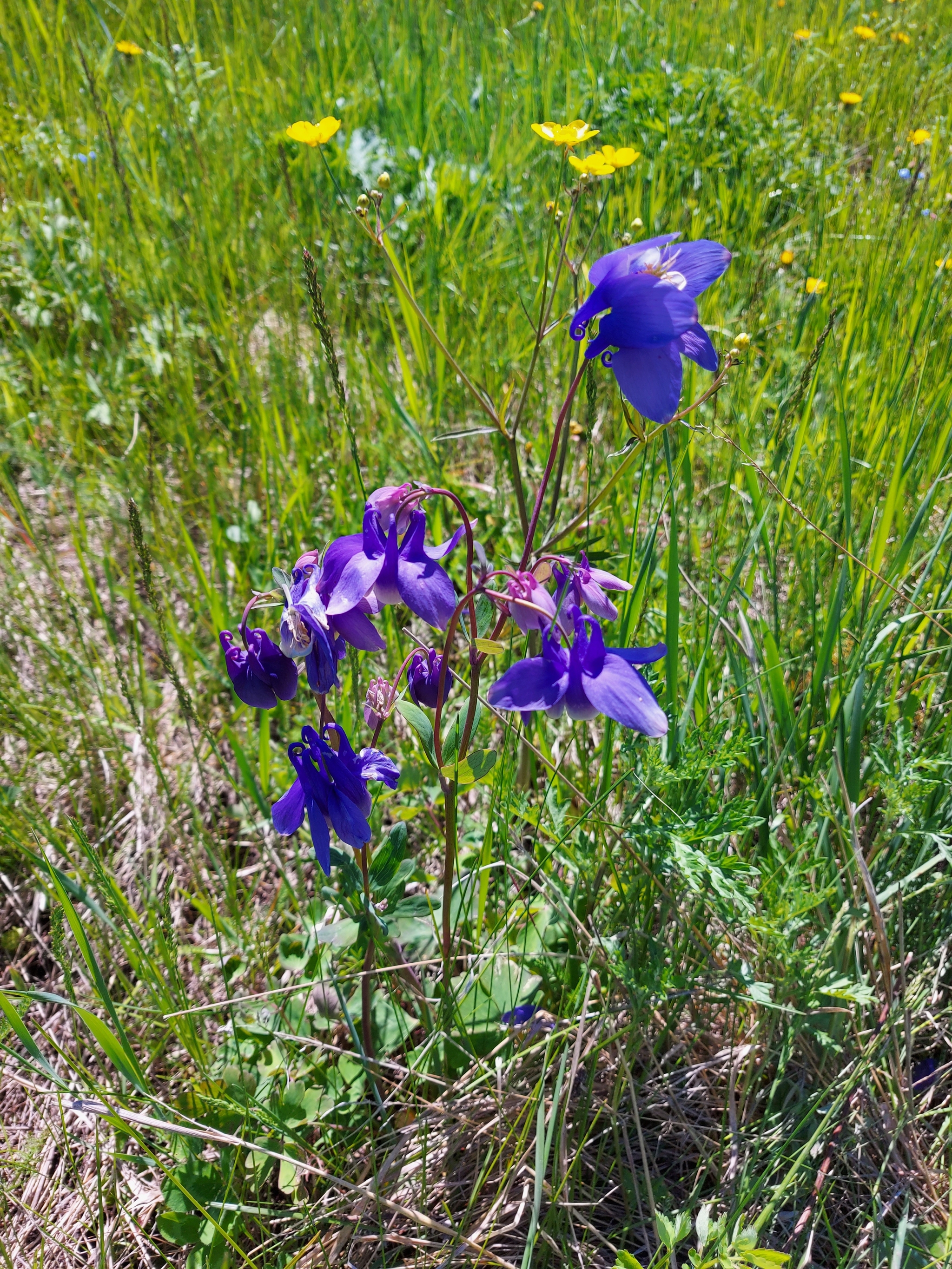 Angara. Spring - My, Spring, Flowers, Longpost